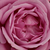 Purper - Floribunda roos - Blue Parfum ®